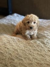 Toy Poodle Puppies For Adoption