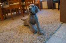 Weimaraner Puppies For Adoption