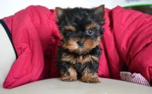 Gorgeous Full Pedigree Yorkshire Terrier Pups for Adoption Image eClassifieds4U