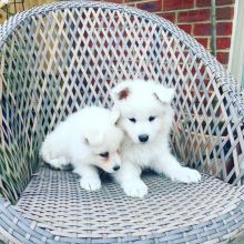 Samoyed Puppies For Adoption Image eClassifieds4U