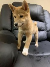 Shiba Inu Puppies For Adoption Image eClassifieds4U