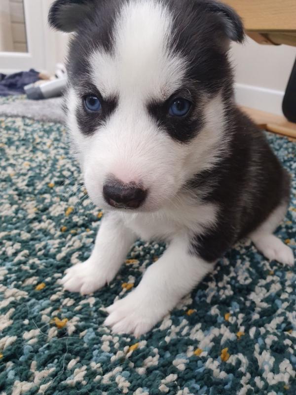 Siberian Husky Puppies For Adoption Image eClassifieds4u