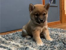 Amazing male and female Shiba Inu puppies available for new homes