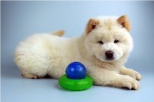 Charming male and female Chow Chow Puppies Available