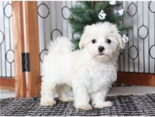 Gorgeous male and female Maltese puppies available for adoption