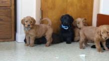 Labradoodle Puppies (Male and Female) Available