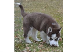Adorable Male and female Siberian Husky puppies available for new homes Image eClassifieds4U