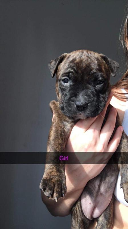 Razors edge bully Image eClassifieds4u