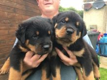 Healthy Rottweiler puppies for re-homing
