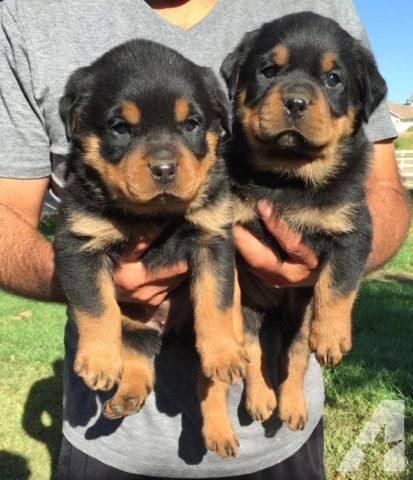 Healthy Rottweiler puppies for re-homing Image eClassifieds4u