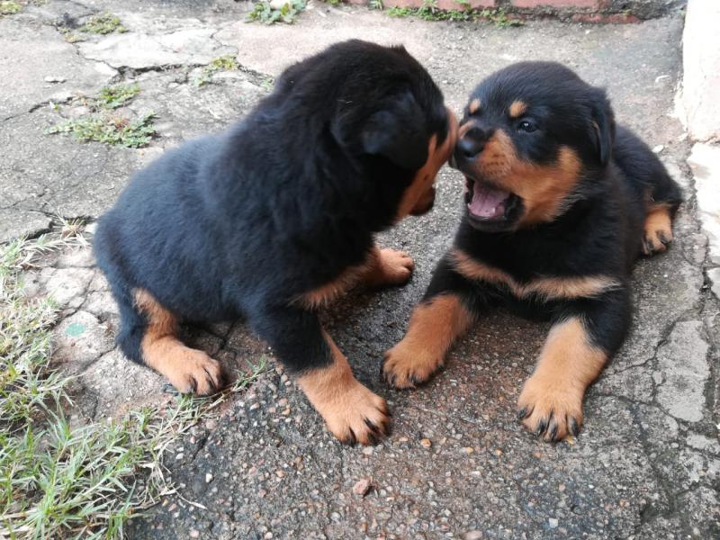Healthy Rottweiler puppies for re-homing Image eClassifieds4u