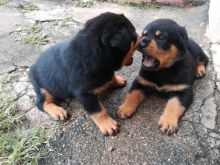 Healthy Rottweiler puppies for re-homing Image eClassifieds4u 3