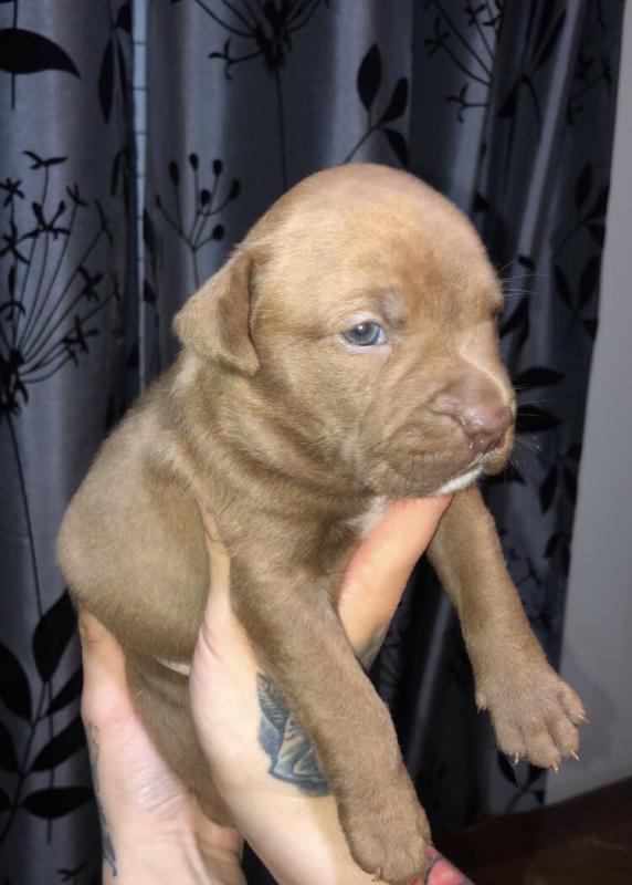 Rednose pitbull purebred puppies for sale Image eClassifieds4u