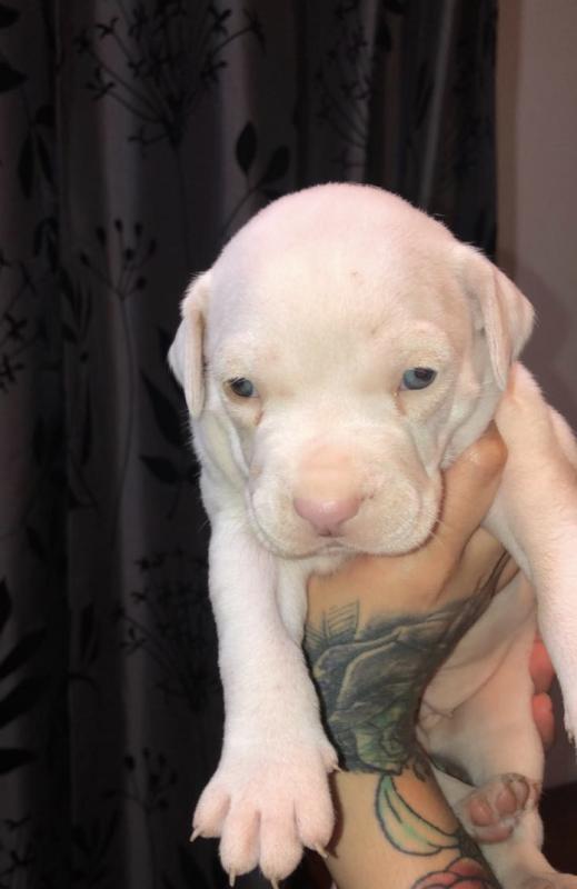 Rednose pitbull purebred puppies for sale Image eClassifieds4u