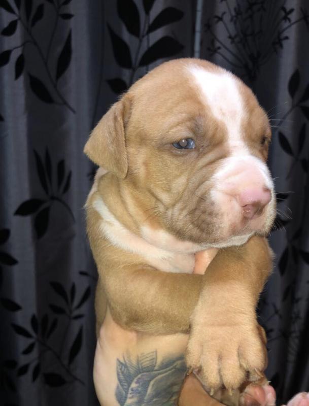 Rednose pitbull purebred puppies for sale Image eClassifieds4u