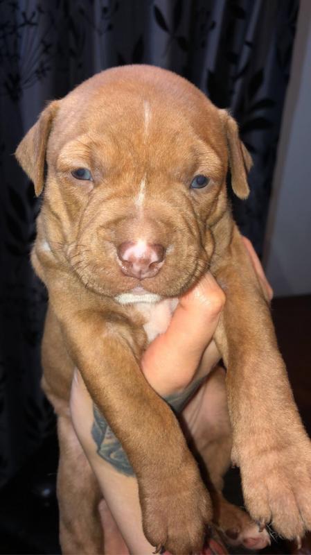 Rednose pitbull purebred puppies for sale Image eClassifieds4u