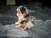 Australian Shepherd Available for Adoption