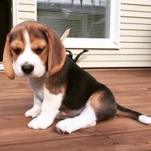 Male and female Beagle puppies available