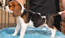 Male and female Beagle puppies available