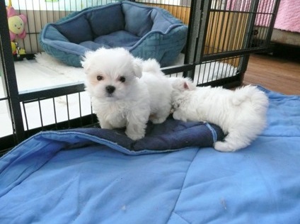 Two Top Class Maltese Puppies Available Image eClassifieds4u