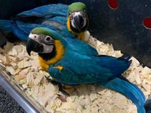 Beautiful Blue and Gold Macaws parrots,