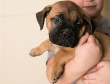 Cutie Bullmastiff Puppies