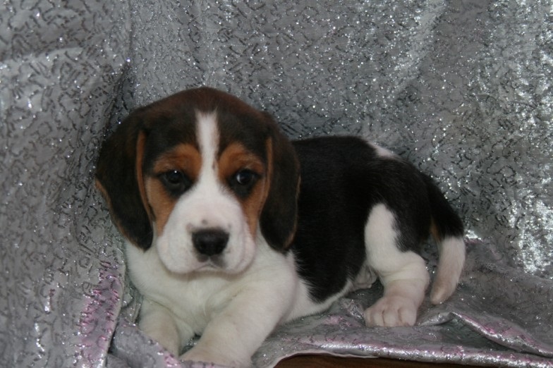 Cute and lovely male and female Beagle puppies, Image eClassifieds4u