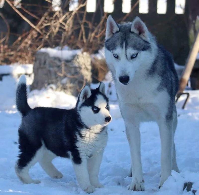 Adorable Siberian Husky for adoption now!!email(petsgroomer3@gmail.com) or text (331)-625-1869 Image eClassifieds4u