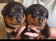 vaccinated Rottweiler puppies for adoption Image eClassifieds4U