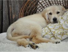 Adorable male and a female Golden Retriever puppies available.