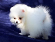 Adorable male and female Pomeranian puppies available for adoption.