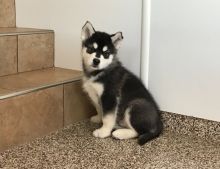 Amazing Alaskan Malamute puppies ready for adoption