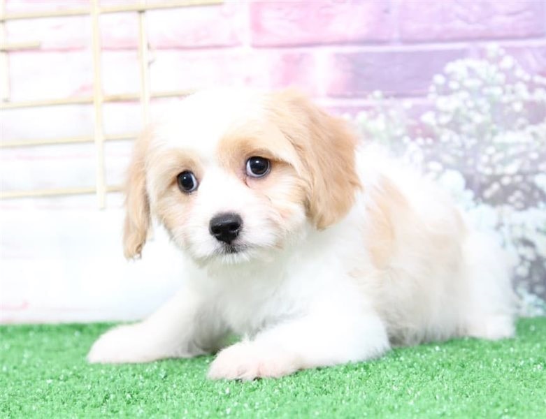 Amazing male and female Cavapoo puppies available Image eClassifieds4u