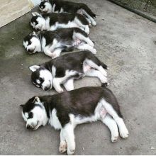 Adorable Male and female Siberian Husky puppies available for new homes Image eClassifieds4U