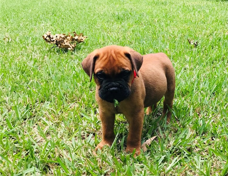 Cute male and female Bull mastiff puppies ready for adoption Image eClassifieds4u