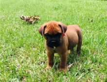 Cute male and female Bull mastiff puppies ready for adoption Image eClassifieds4U