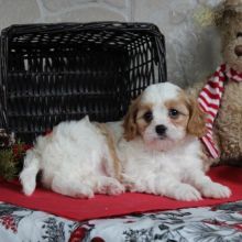 ***Cavachon Puppies*** 1 Boy & 1 Girl *** READY NOW