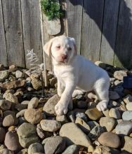 ***Labrador Retriever Puppies*** 1 Boy & 1 Girl *** READY NOW