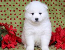 Adorable male and female Samoyed puppies available