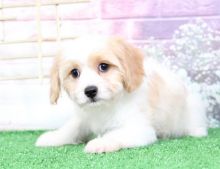 Amazing male and female Cavapoo puppies available