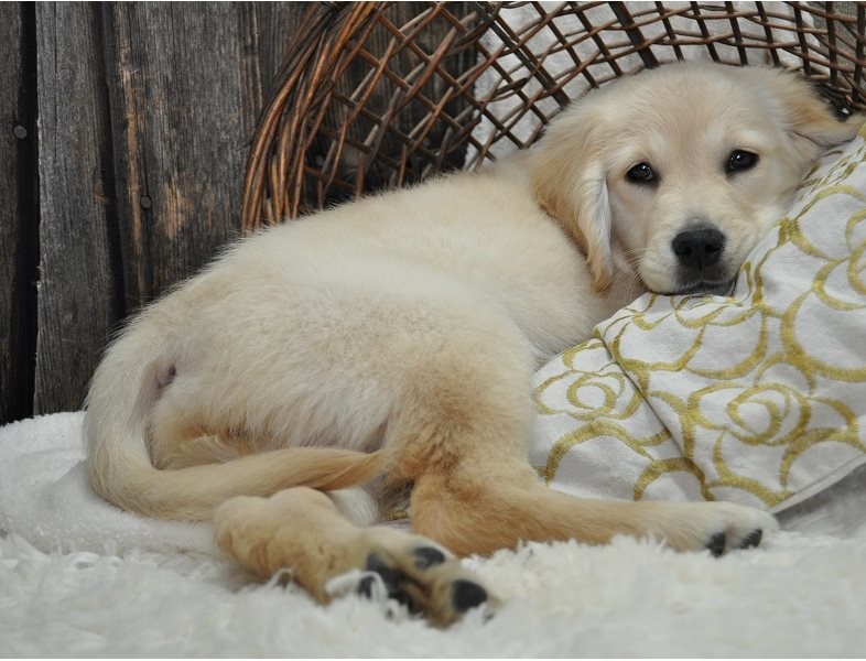 Adorable male and a female Golden Retriever puppies available. Image eClassifieds4u