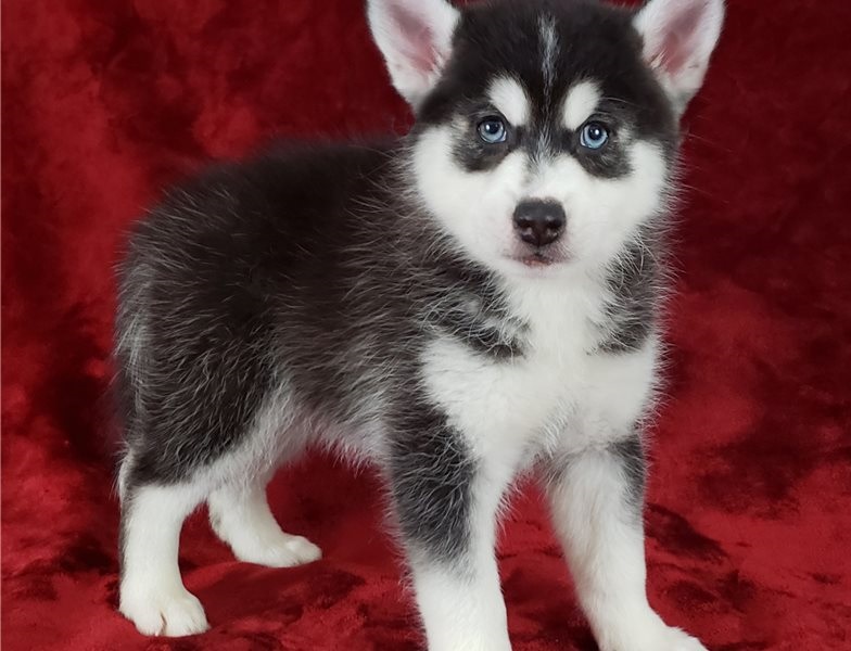Amazing male and female Pomsky Puppies Available Image eClassifieds4u