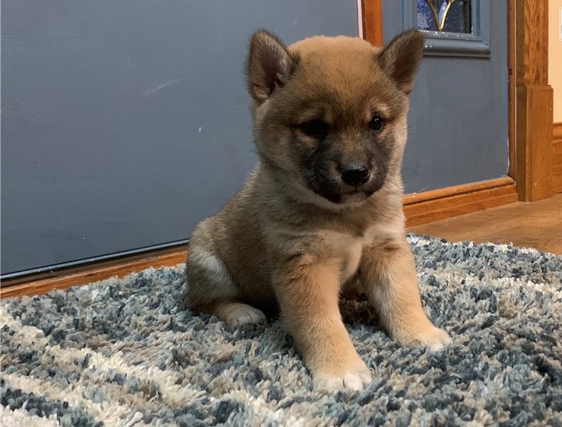 Amazing male and female Shiba Inu puppies available for new homes Image eClassifieds4u