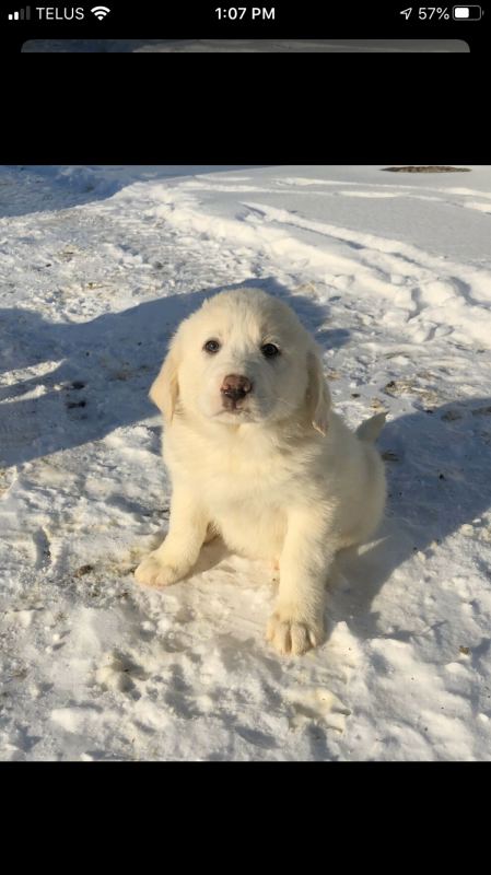 Adorable Shorthaired Grest Pyrenees/Anatolian Puppies Image eClassifieds4u