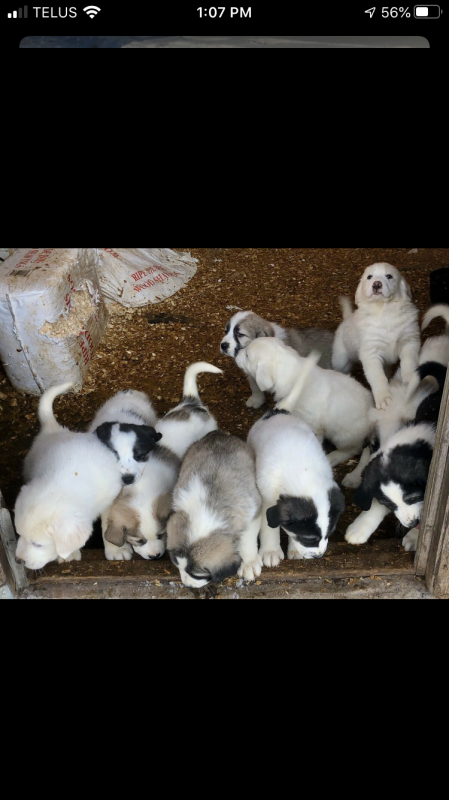 Adorable Shorthaired Grest Pyrenees/Anatolian Puppies Image eClassifieds4u