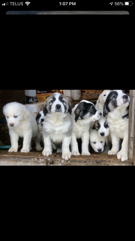 Adorable Shorthaired Grest Pyrenees/Anatolian Puppies Image eClassifieds4u