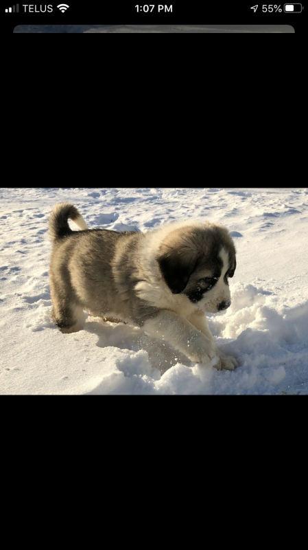 Adorable Shorthaired Grest Pyrenees/Anatolian Puppies Image eClassifieds4u