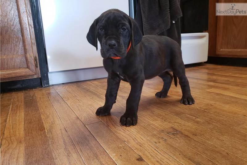 Cute and lovely male and female Great Dane puppies available Image eClassifieds4u