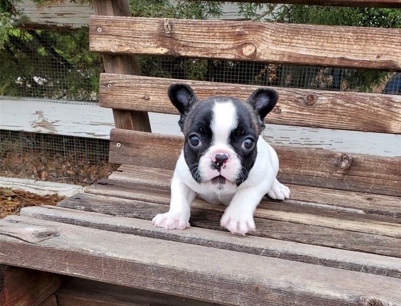 Cute and lovely trained French Bulldog puppies available for new homes. Image eClassifieds4u