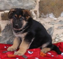 ***German Shepherd Puppies*** 1 Boy & 1 Girl *** READY NOW Image eClassifieds4U